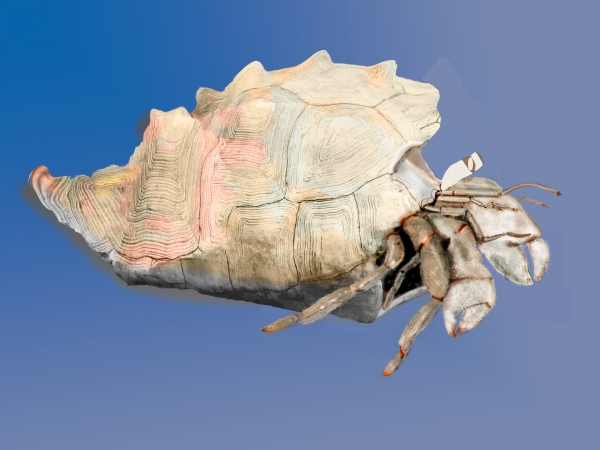 Creation of Hermit The Crab: Step 5